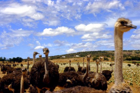 fattoria allevamento di struzzi